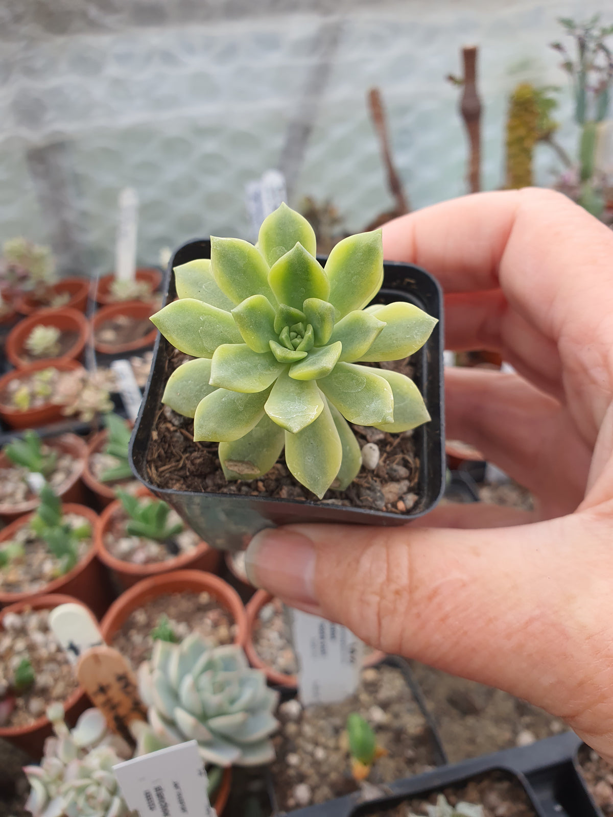 xSedeveria markus f. variegata