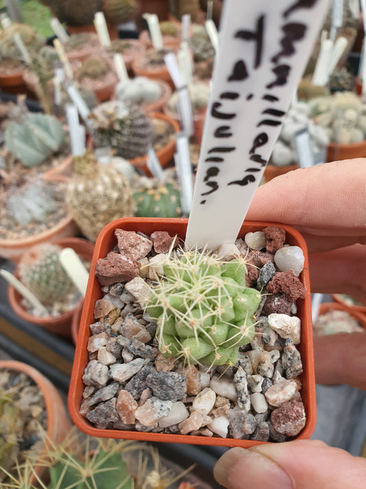 Mammillaria 'Taijulian' - sport form unusual Cactus