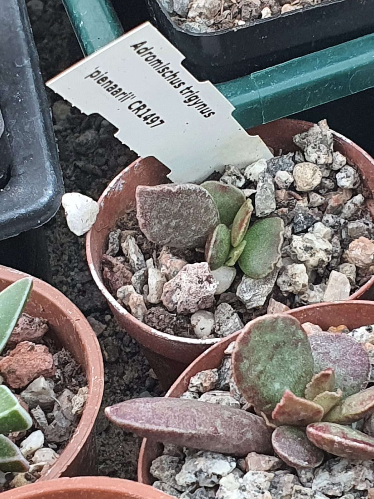 Adromischus trigynus  - Calico Hearts -  Pienaarii   CR1497