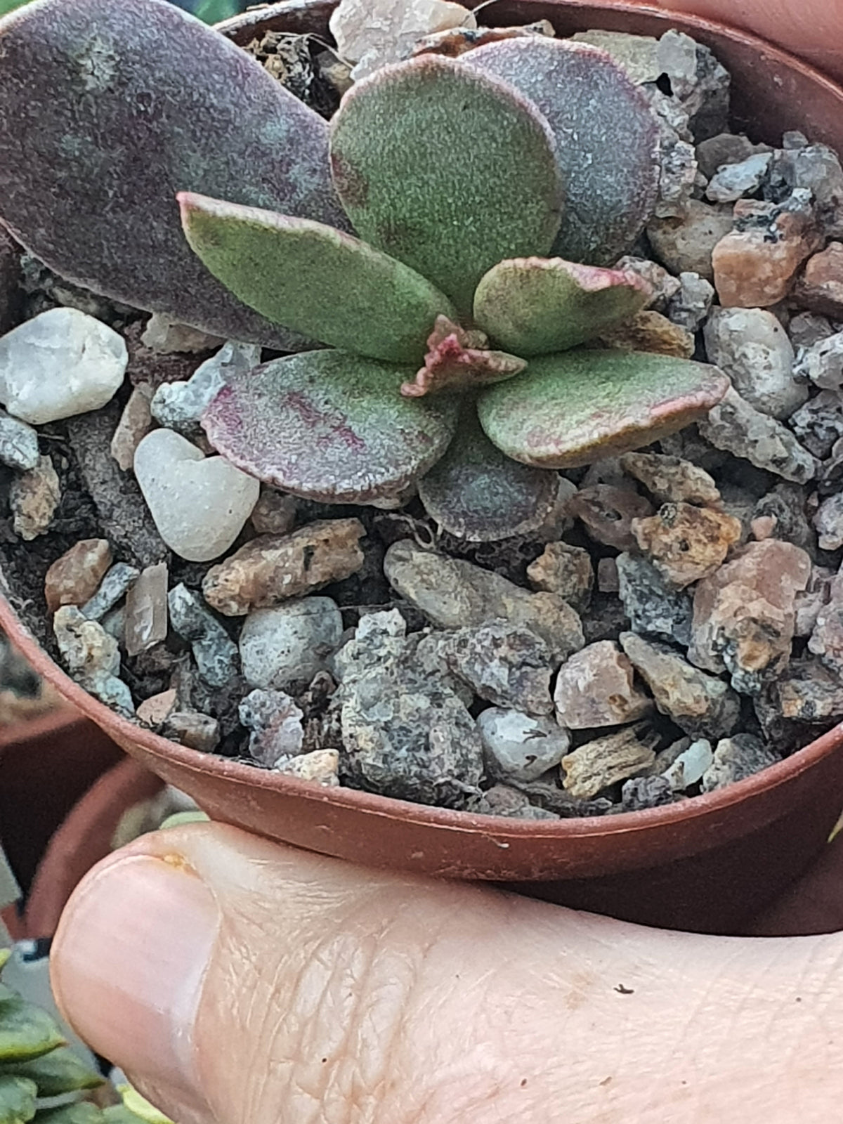 Adromischus trigynus  - Calico Hearts -  Pienaarii   CR1497