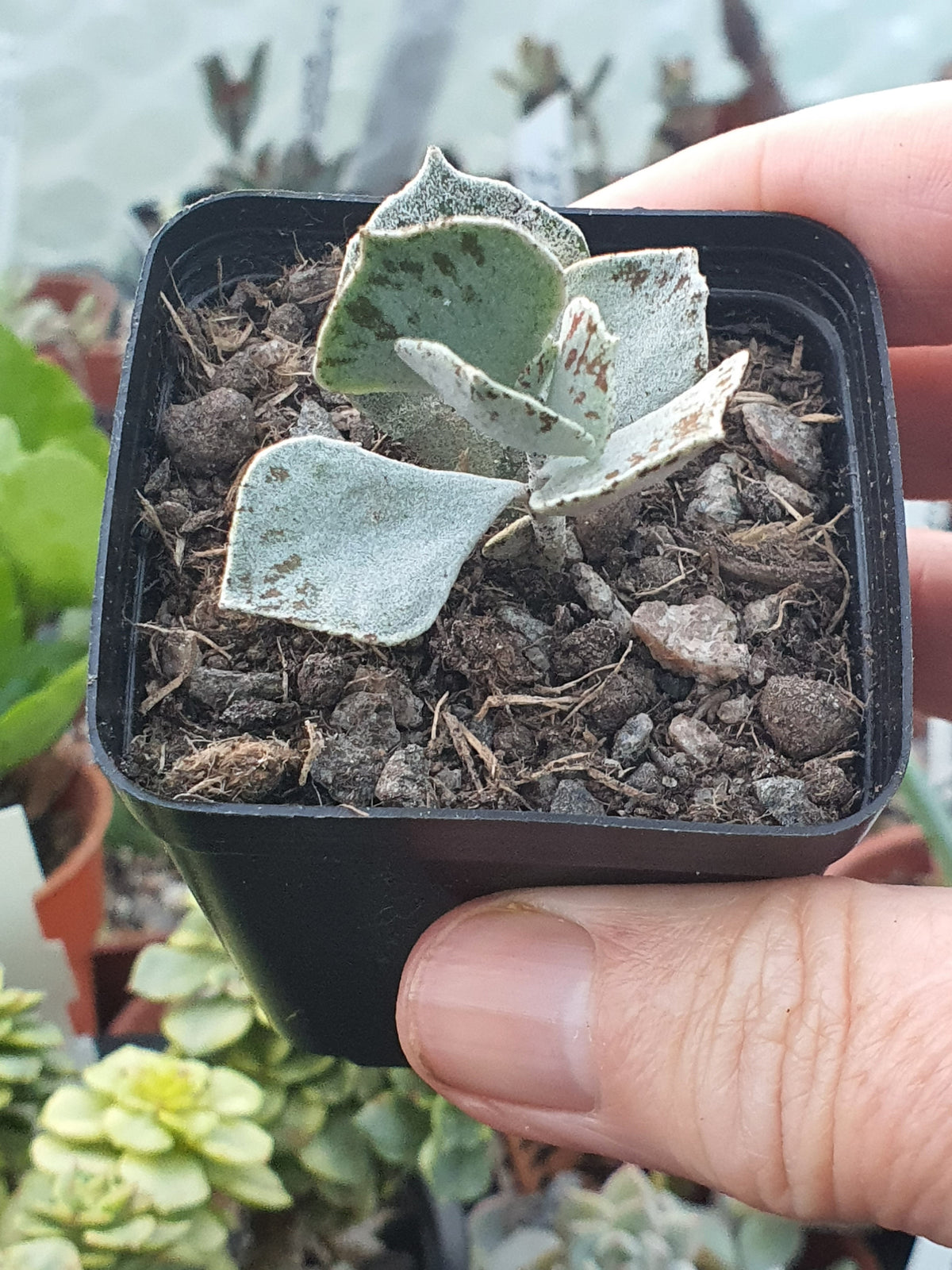 Kalanchoe rhombopilosa ( Pies from Heaven) plant