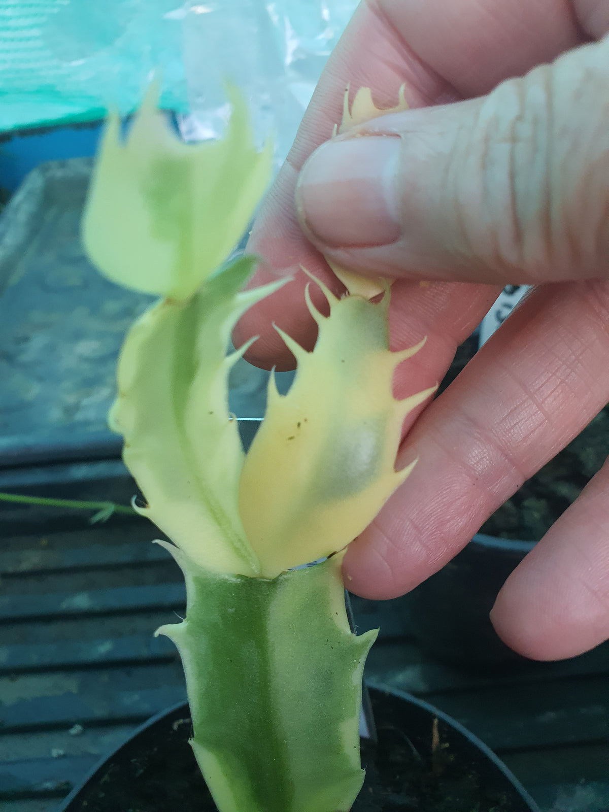 Schulmbergera variegated