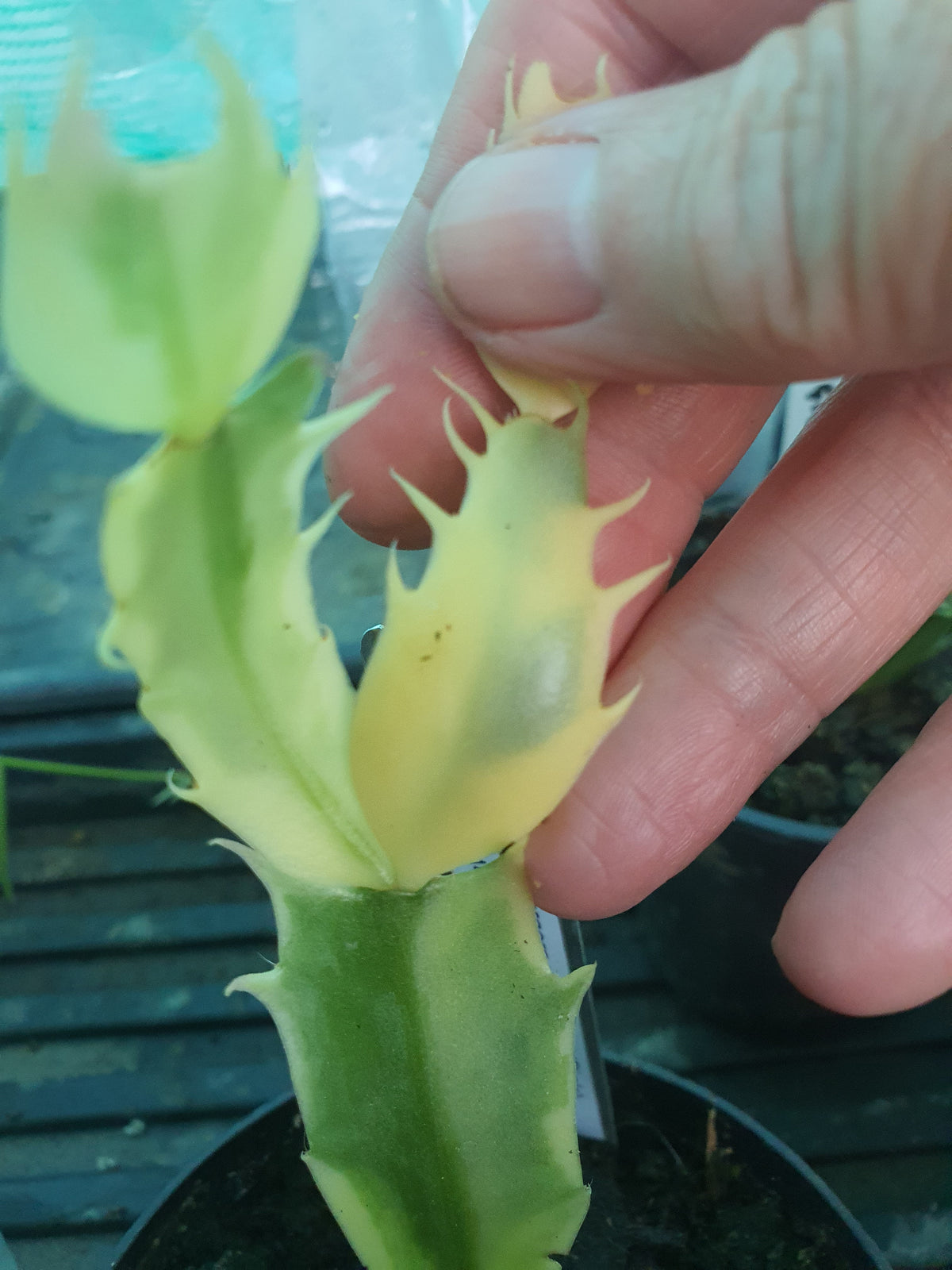 Schulmbergera Variegated