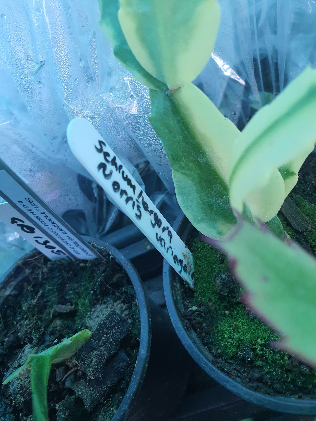 Schulmberega Noris Variegated