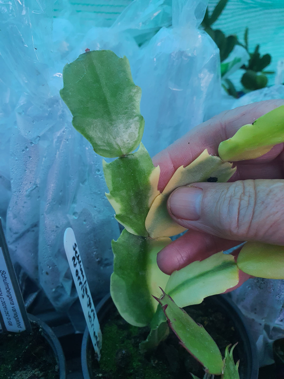 Schulmbergera Noris variegated
