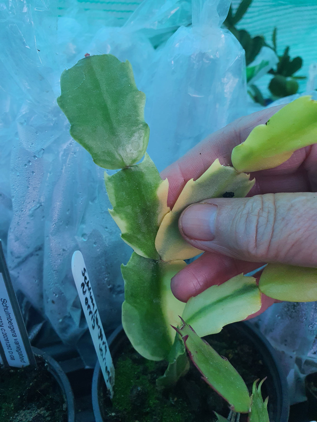 Schlumbergera - Variegated - Cuttings