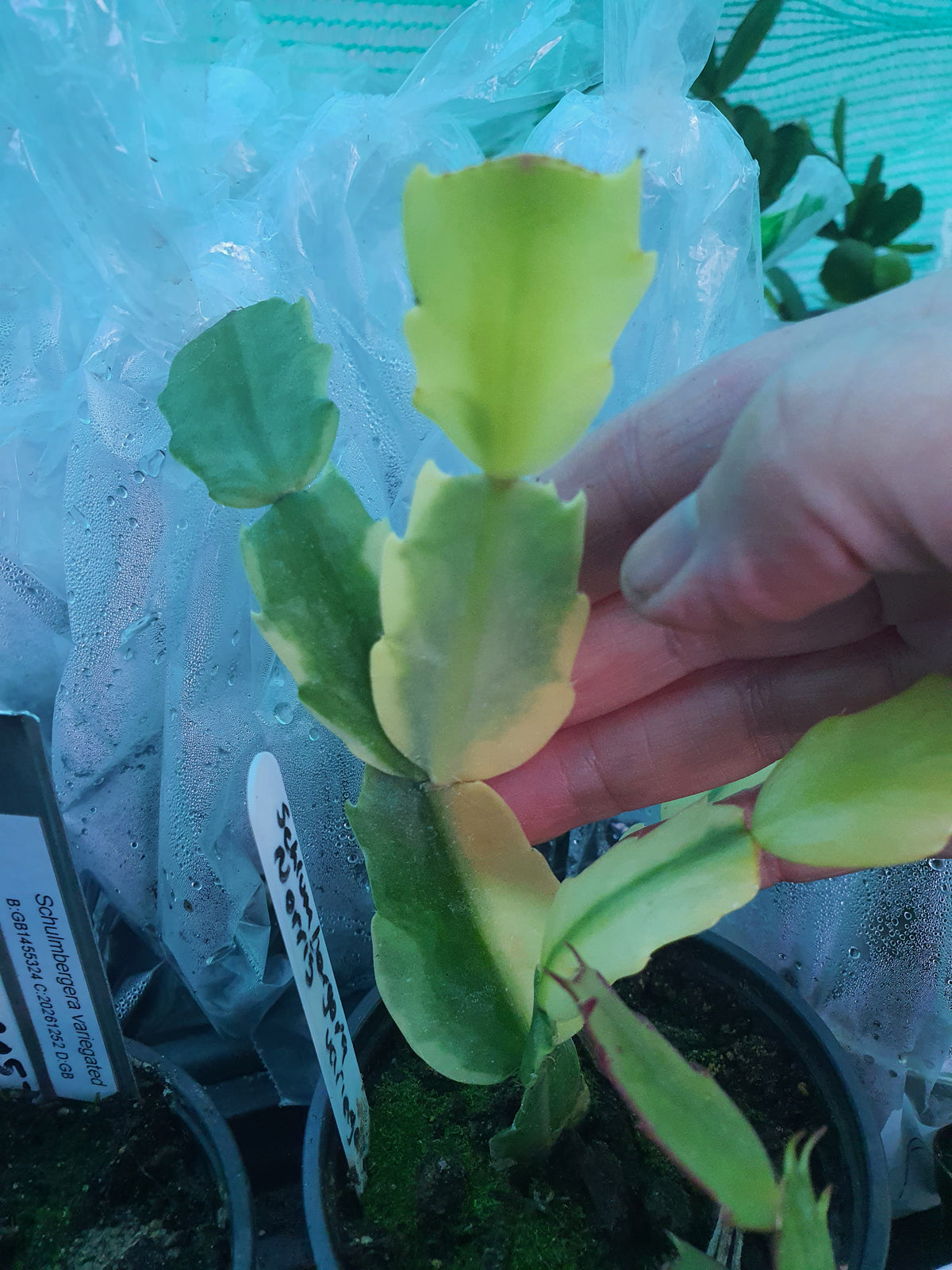 Schulmbergera Noris Variegated