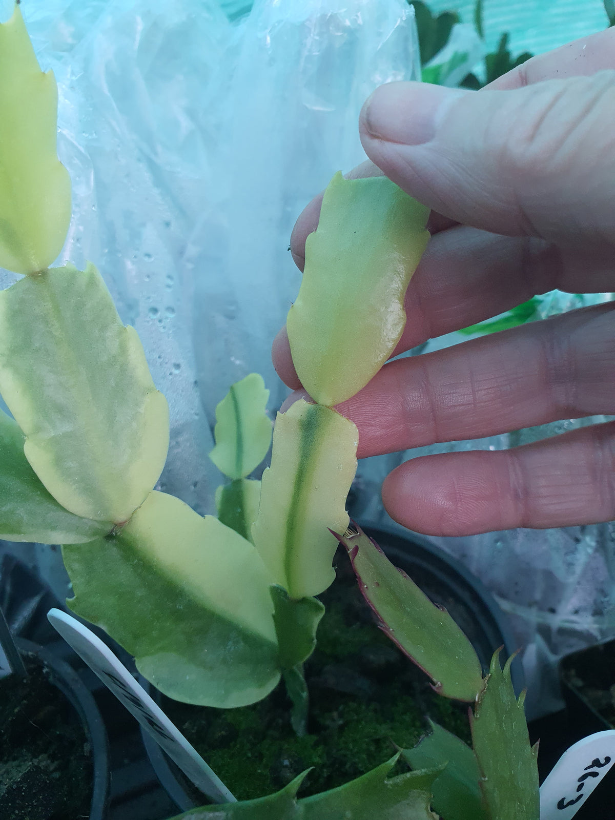 Schulmbergera variegated