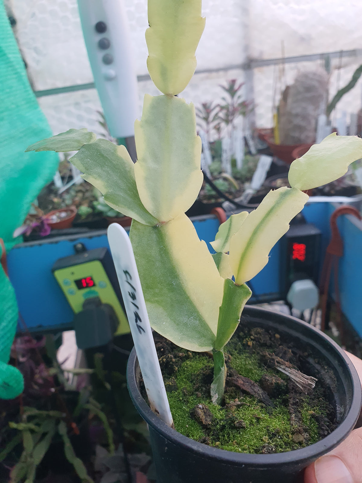 Schulmbergera Noris Variegated