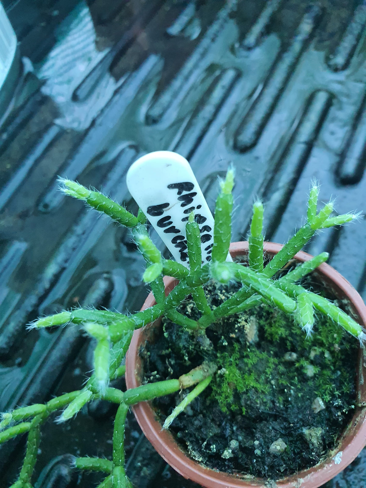 Rhipsalis burchellii