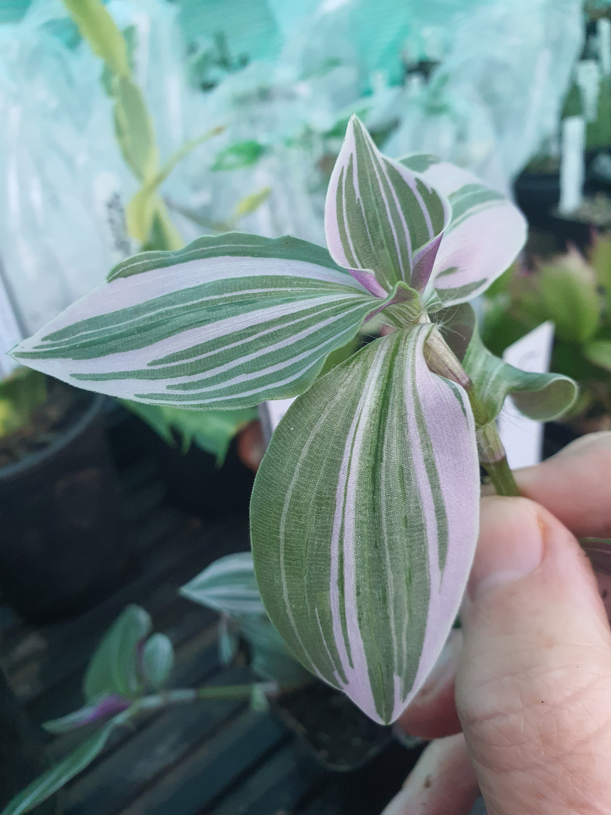 Tradescantia Mini Pink