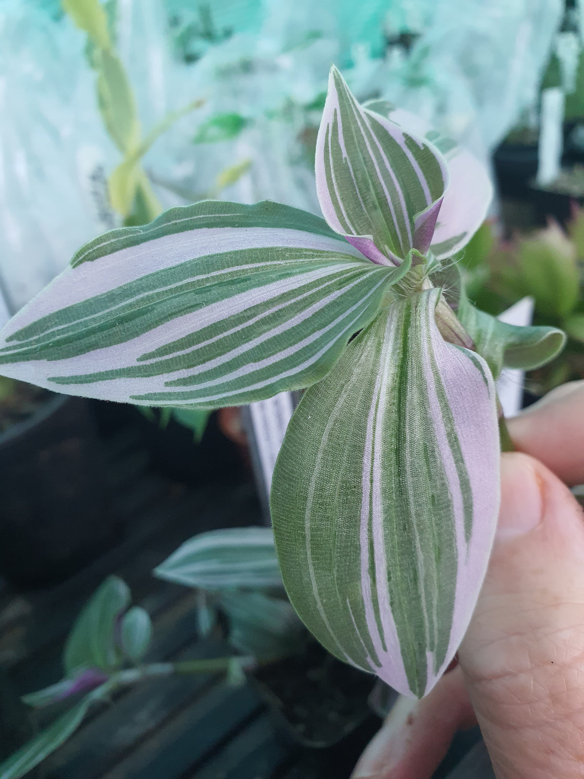 Tradescantia Mini Pink
