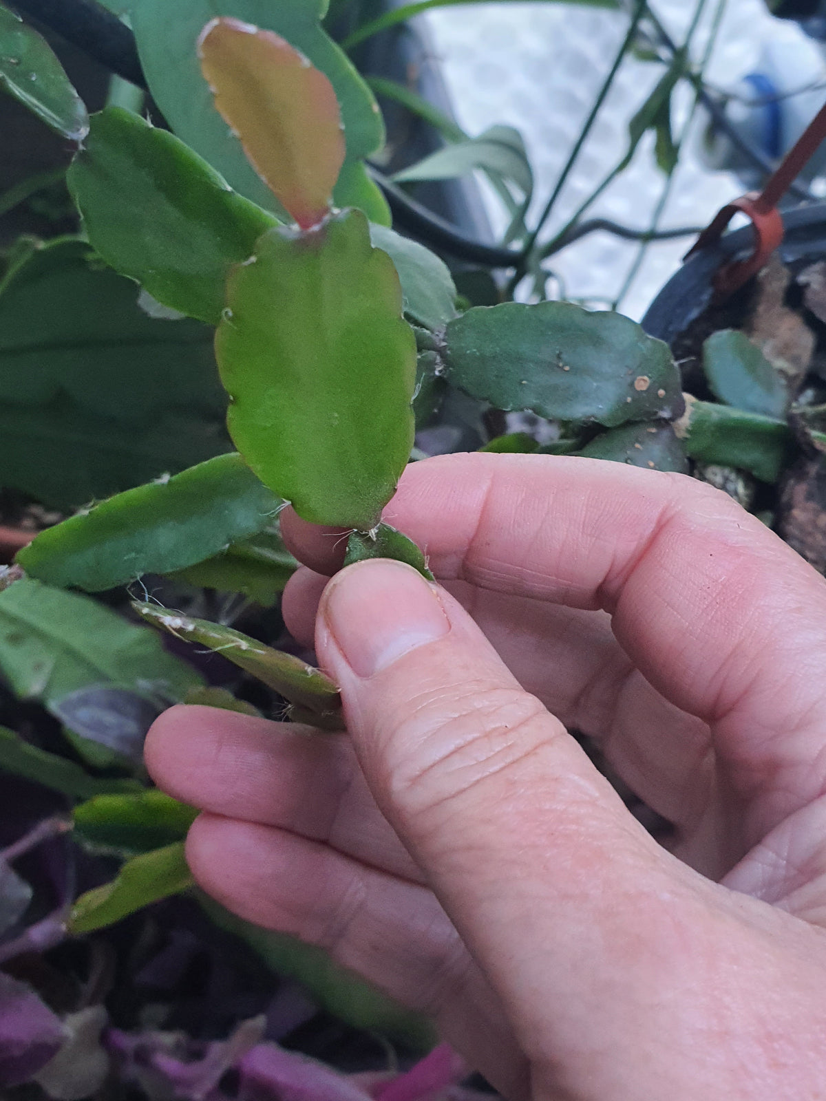 Rhipsalis agudoensis - Mistletoe Cactus