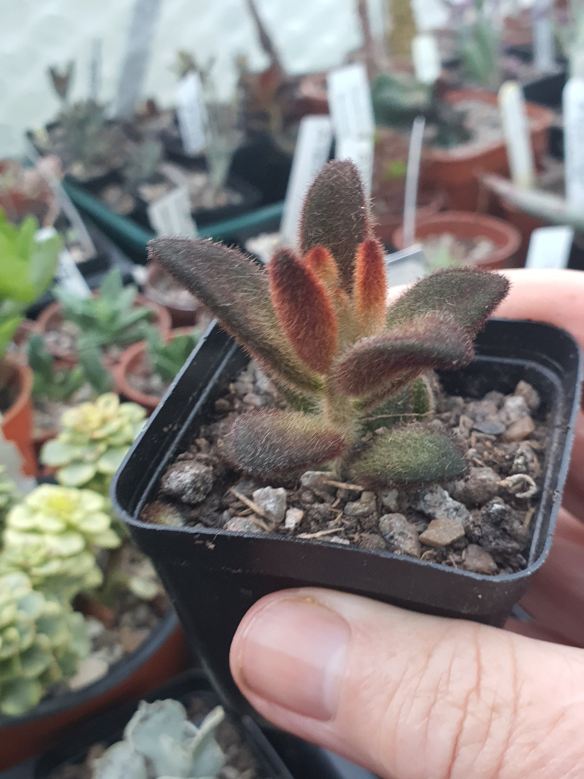 Kalanchoe tomentosa 'Cinnamon'