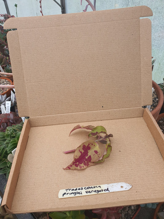 Tinantia  pringlei  - Spotted mexican Wandering Dew  - Cutting image 1