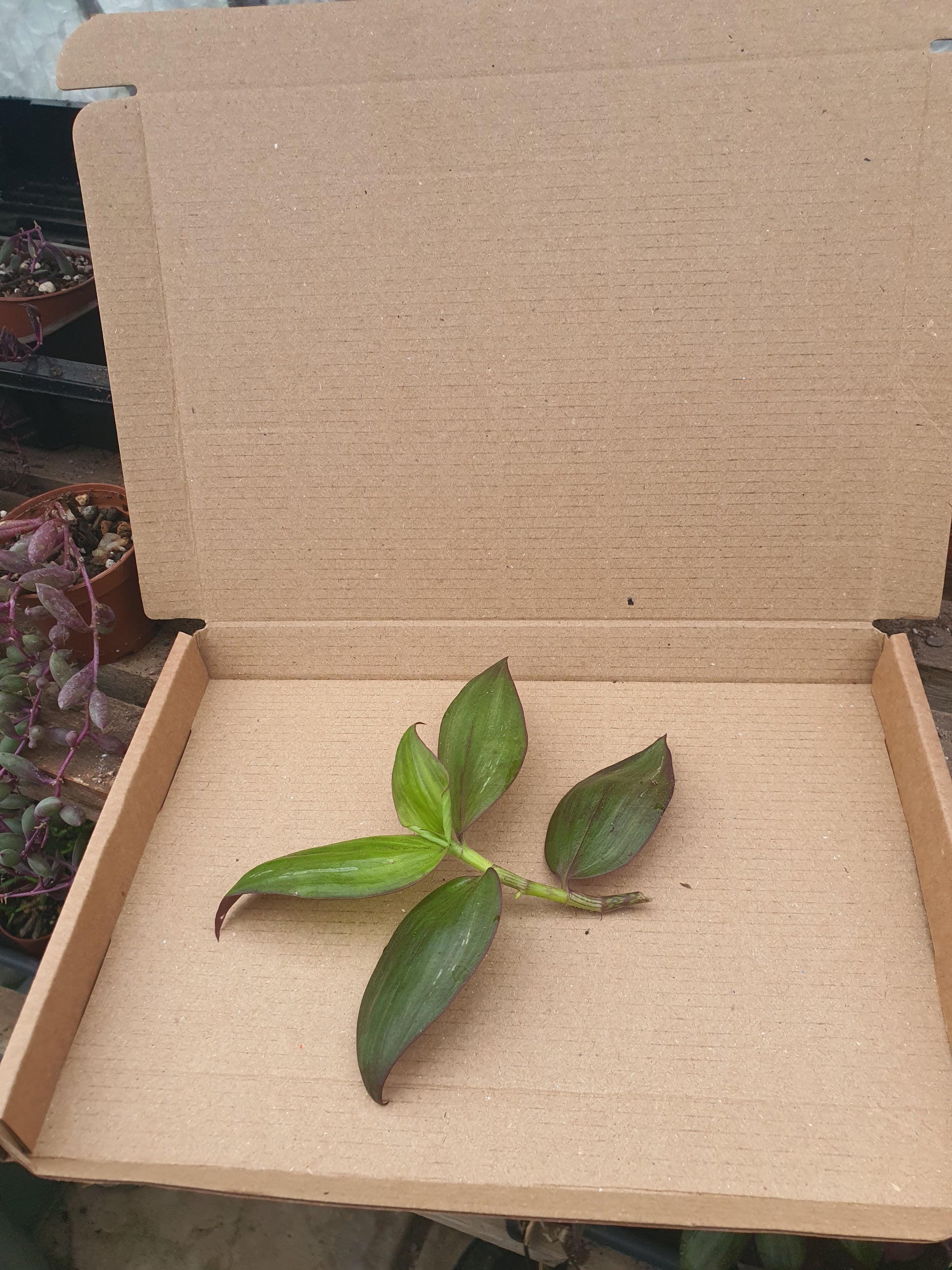 Tradescantia ' Flame Dance' (Wondering Dew cv)  cutting image 0