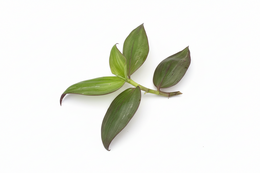 Tradescantia ' Flame Dance' (Wondering Dew cv) - Cutting