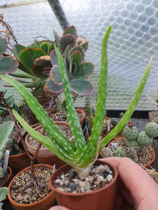 Aloe vera image 0