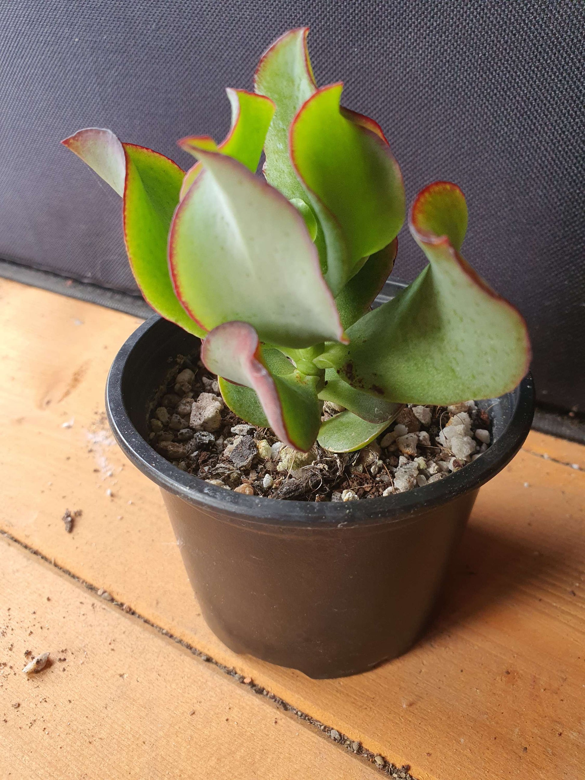 Crassula  arborescens cv (Money plant) image 0
