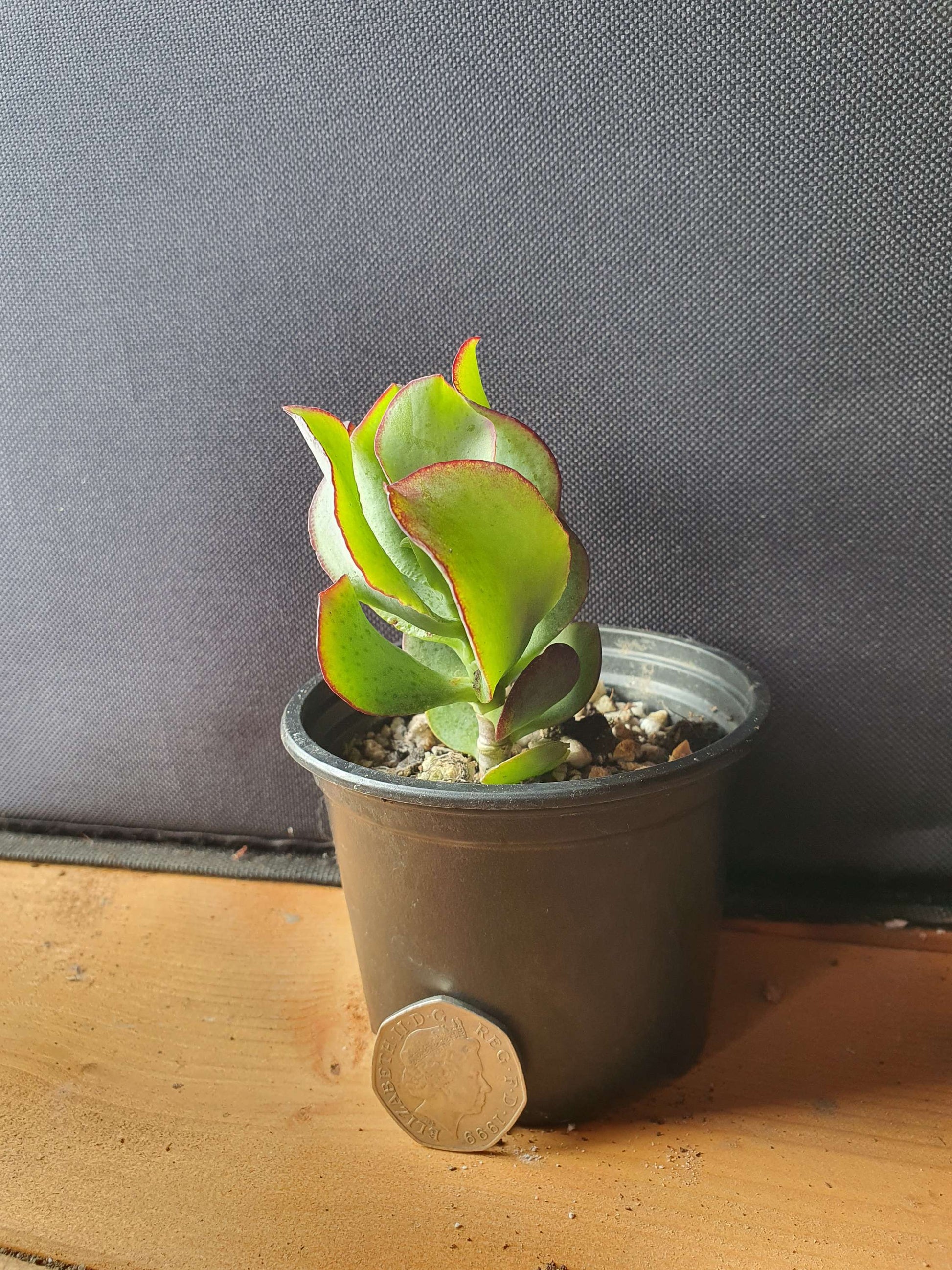 Crassula  arborescens cv (Money plant) image 1