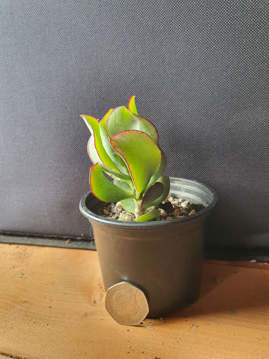 Crassula  arborescens cv (Money plant) image 1