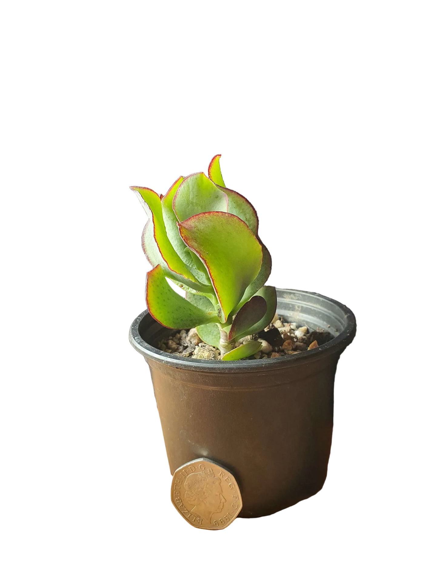 Crassula  arborescens cv — Silver Jade plant / Chinese Jade