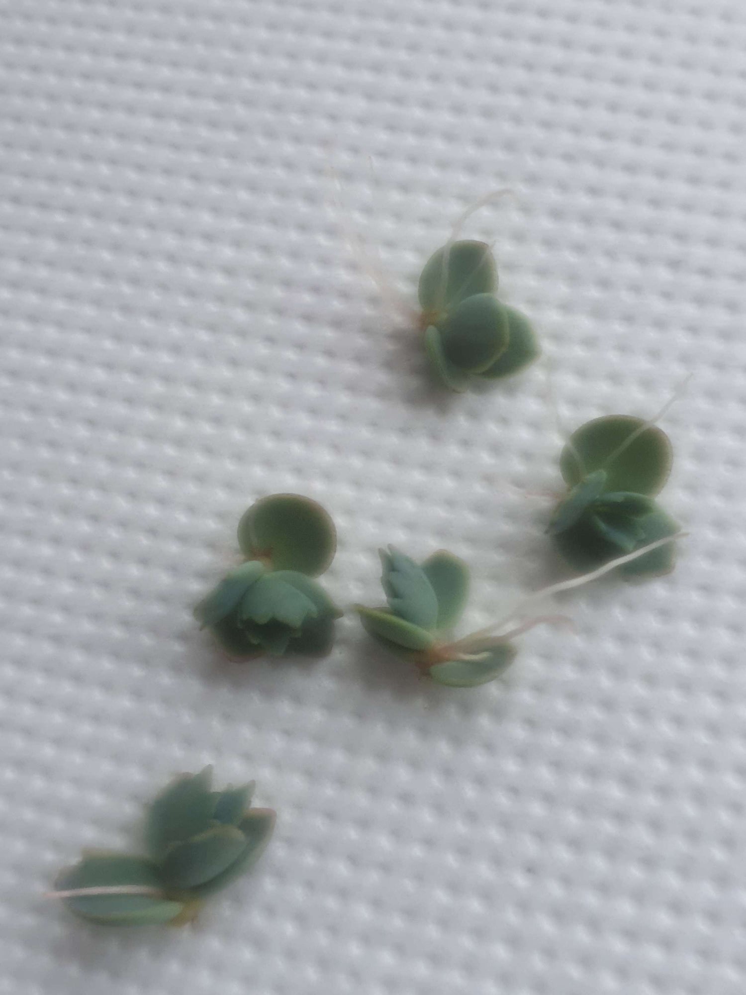 Kalanchoe pinnata  Miracle Leaf Plant   Plantlets x10 - UK grown houseplant - Barney Plants