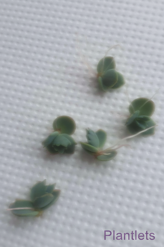 Kalanchoe laetivirens | Mother of Thousands - Plugs/ Plantlet