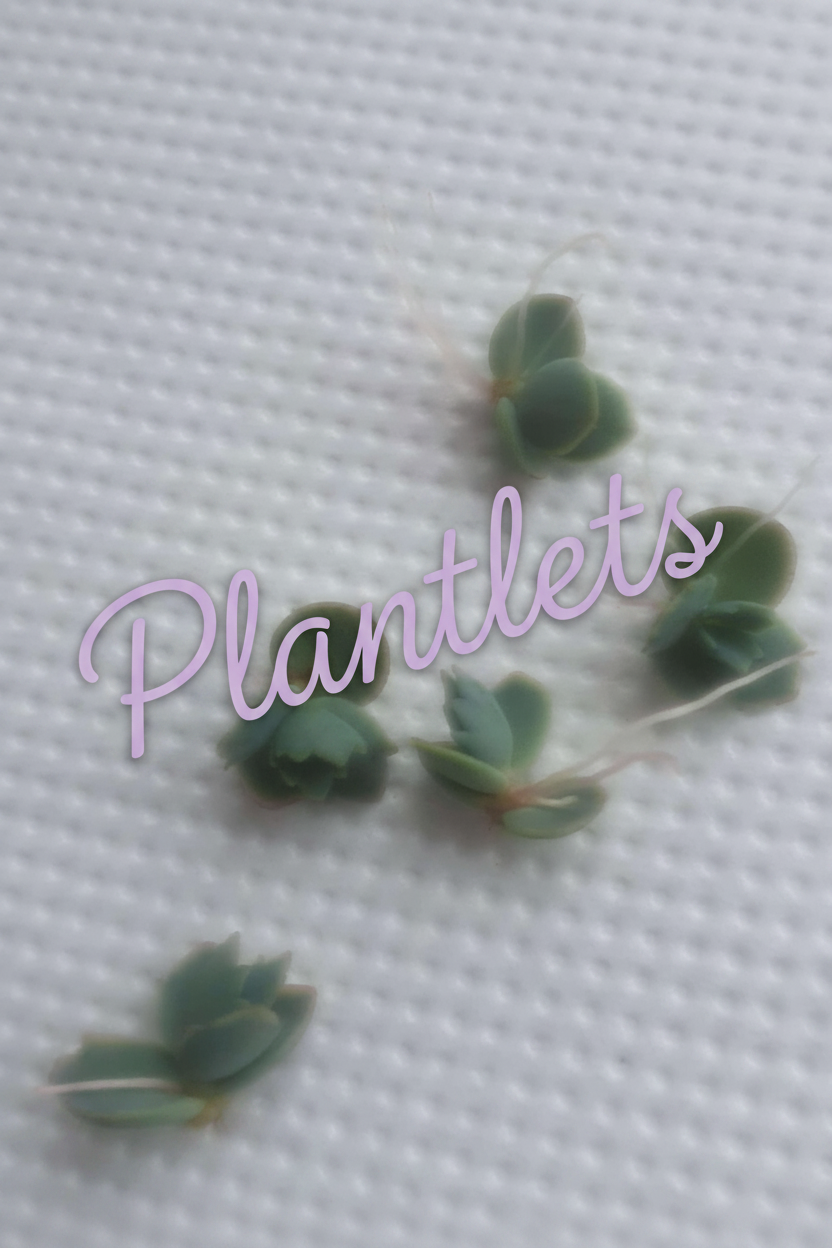 Kalanchoe 'Octopus' (Rare Mother of thousands) - Plug plant / Plantlets