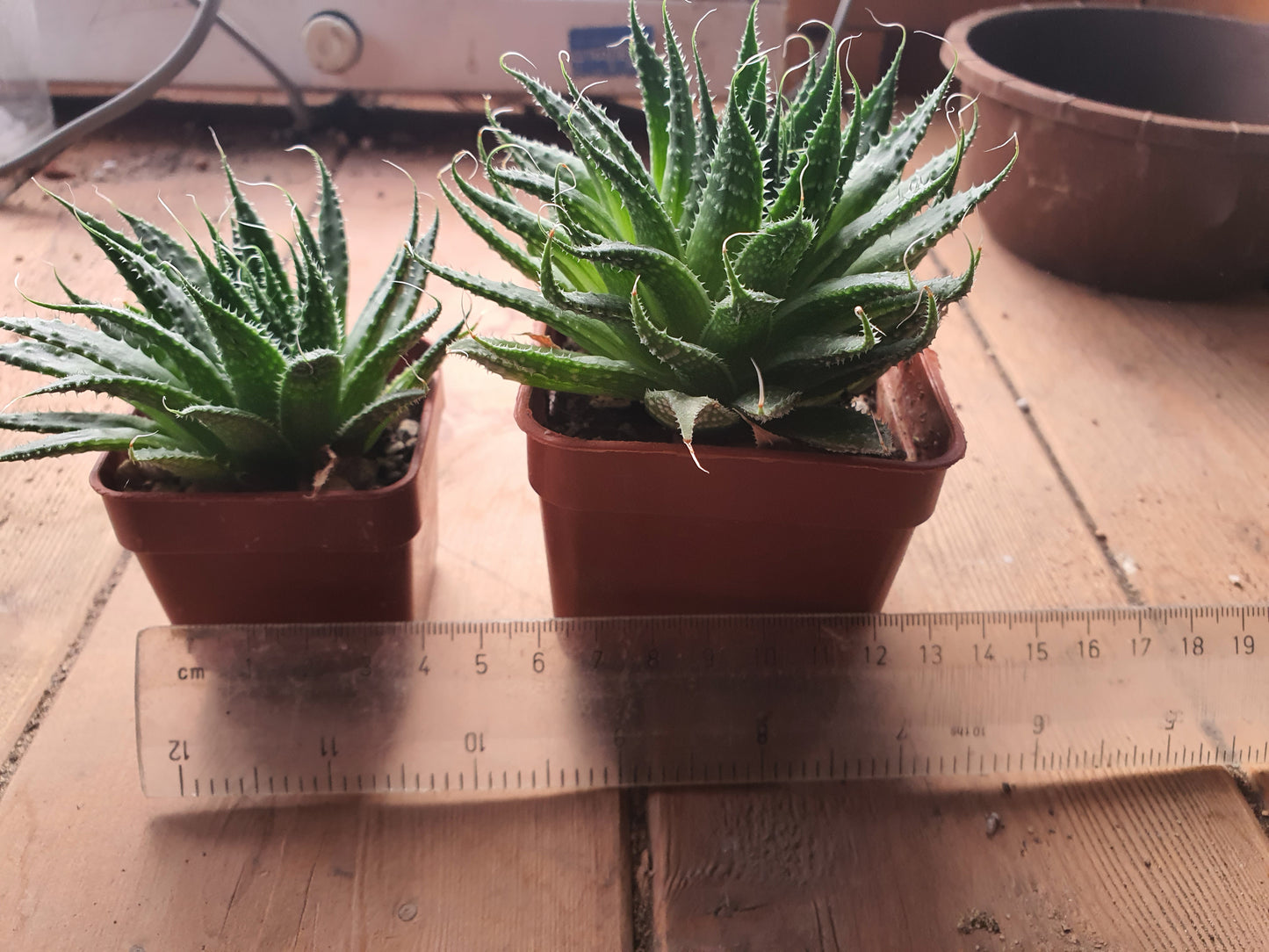 lace aloe succulents Aristaloe aristata| Lace Aloe | Aloe arisitata |Cold Hardy Succulent – Barney Plants