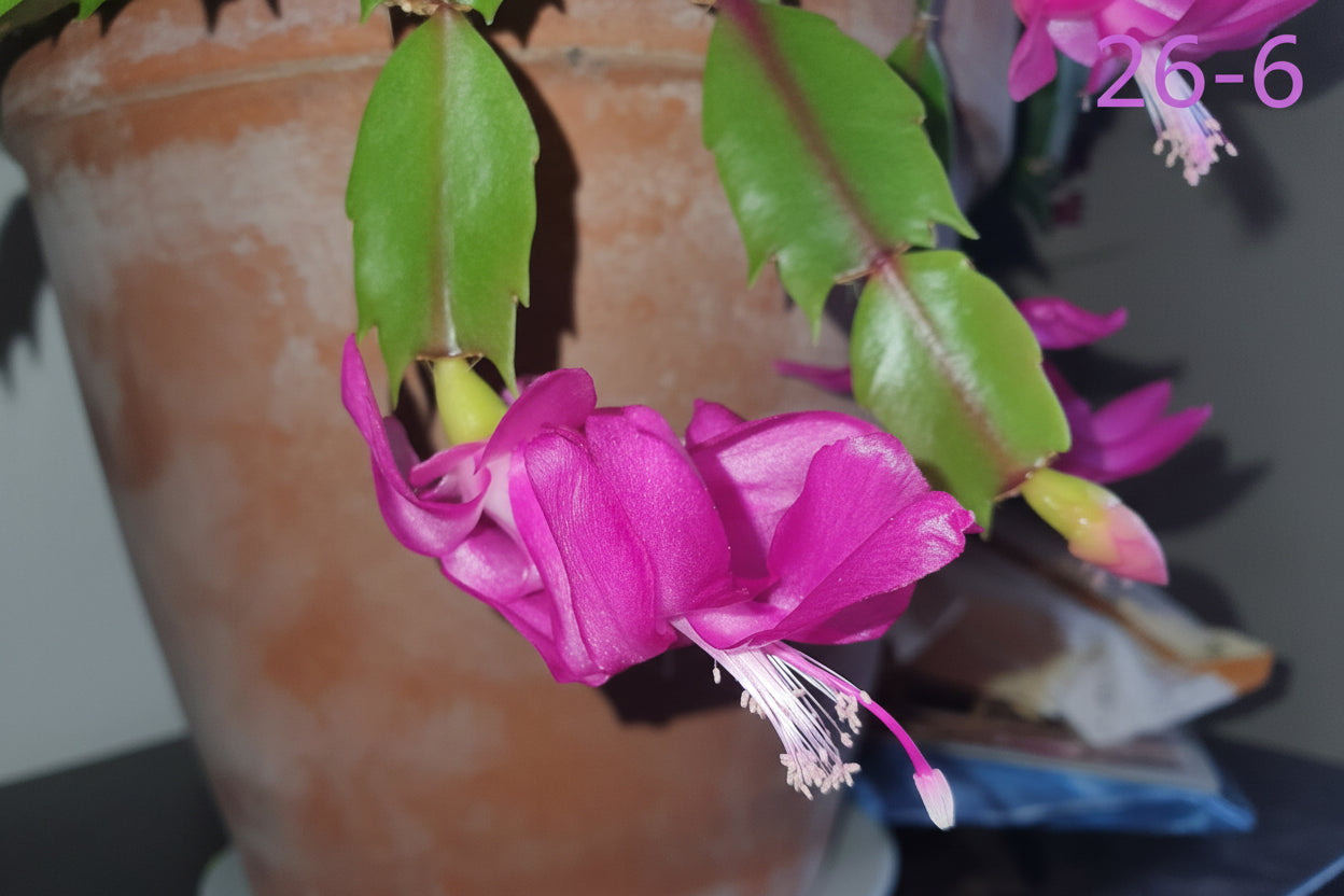 Schlumbergera truncata (False Christmas Cactus)Hybrids Various Colours- Cuttings - UK grown houseplant - Barney Plants