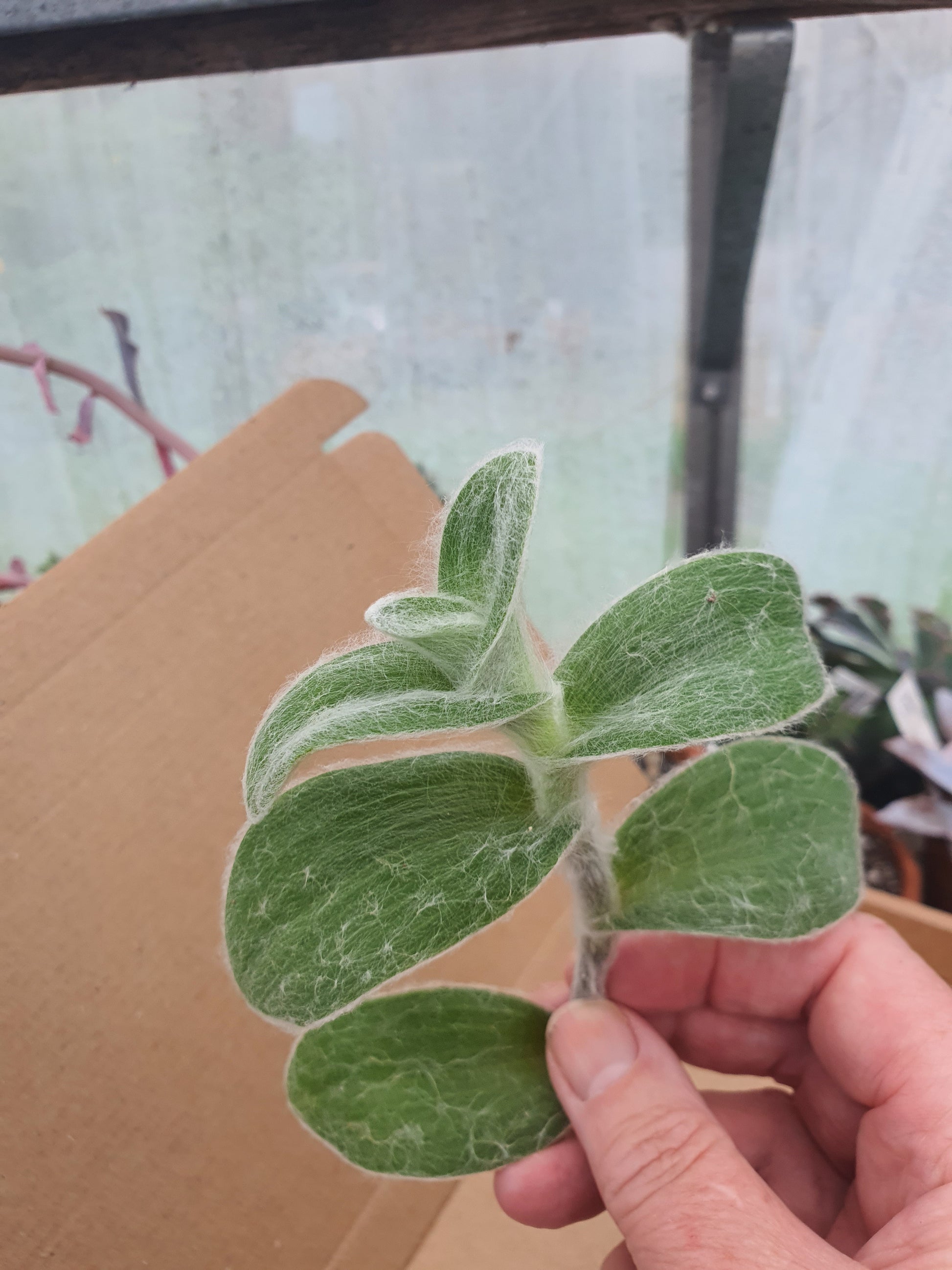 Tradescantia  sillamontana (Green form) - Cutting image 0