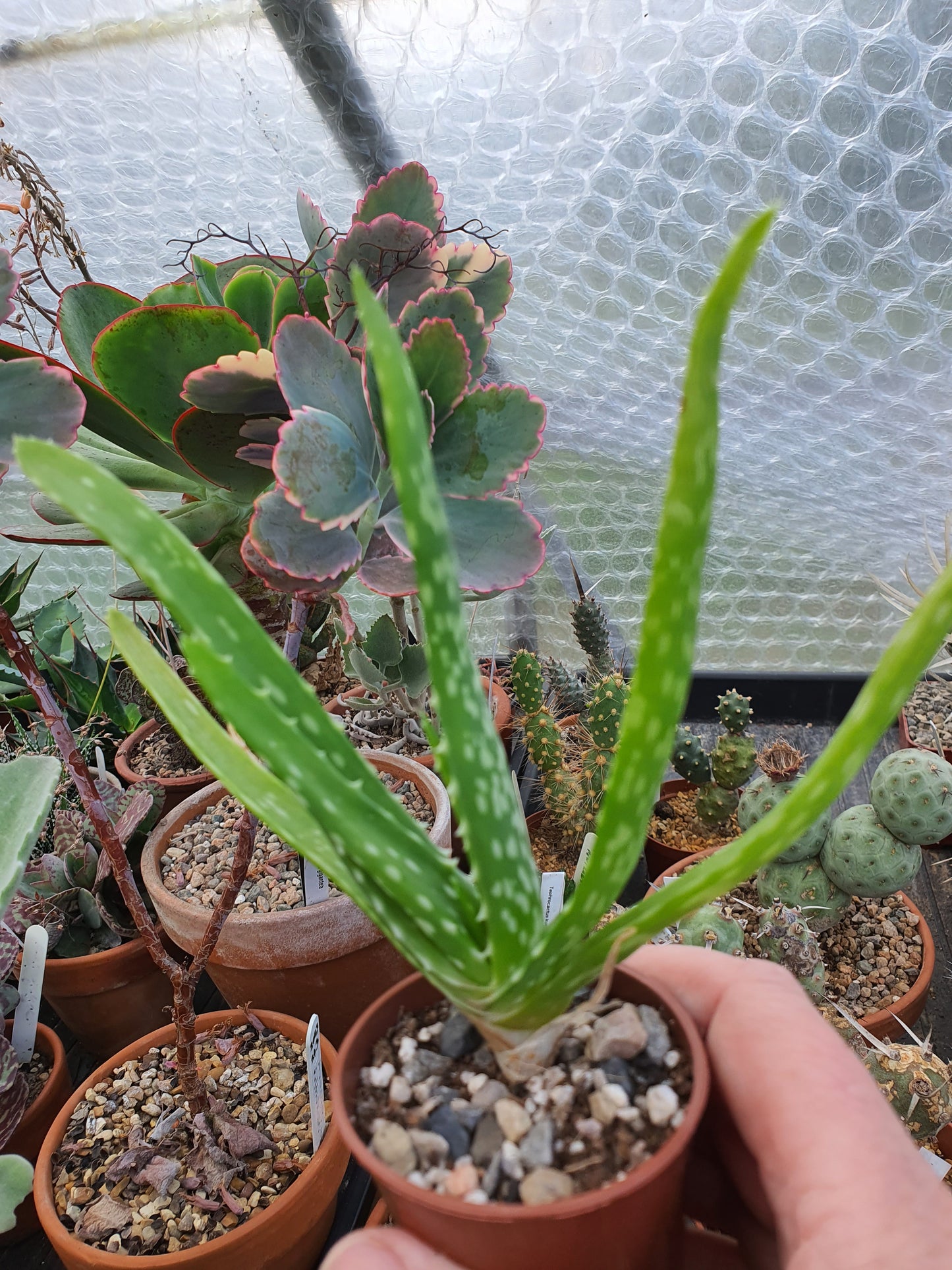 Aloe vera image 2