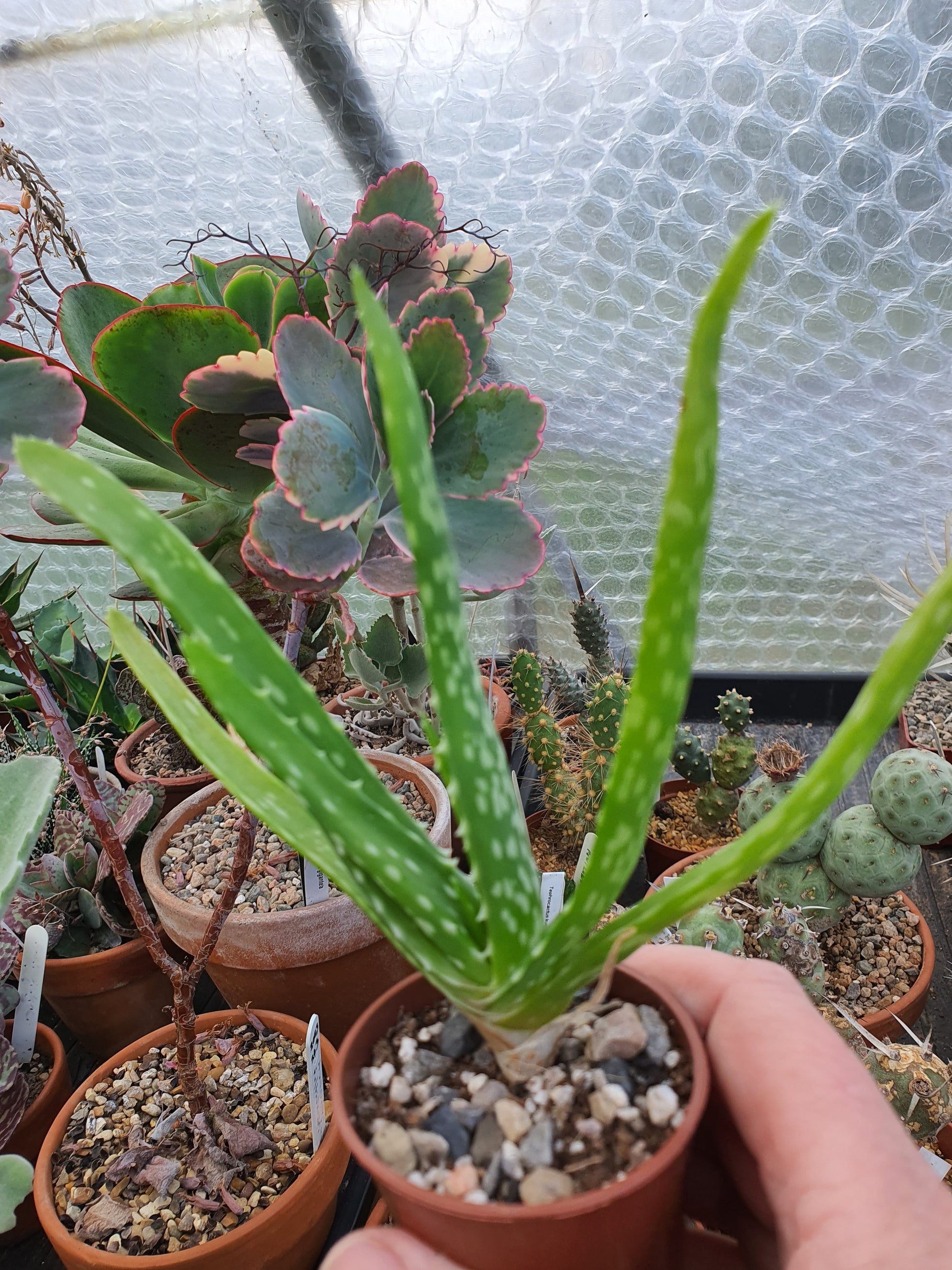 Aloe vera image 2