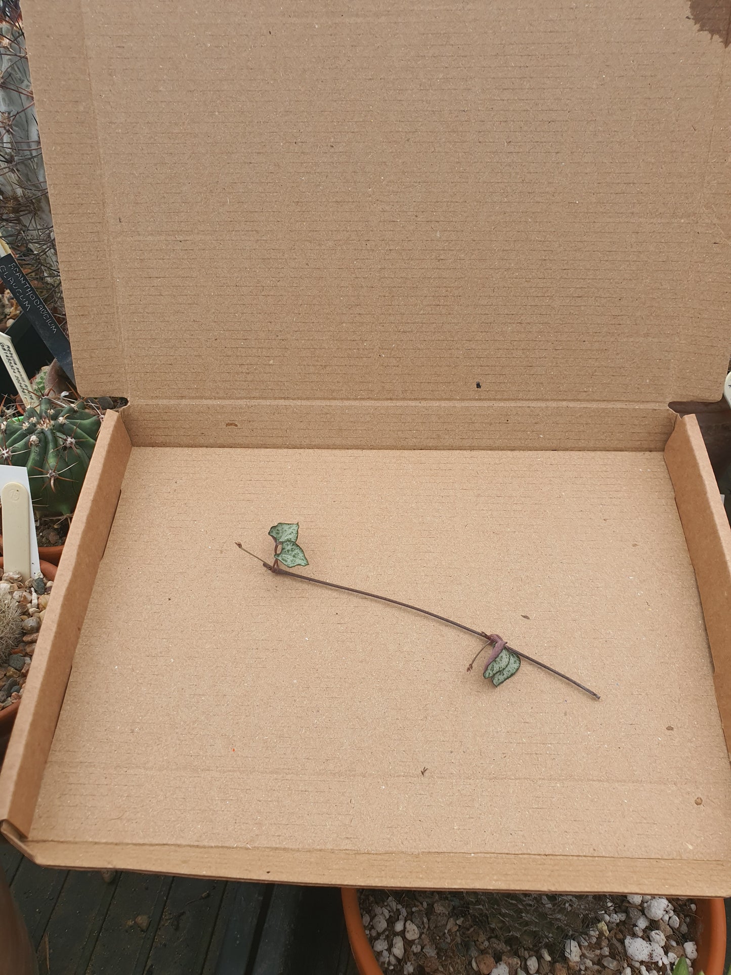 Ceropegia woodii - String of Hearts   (Cutting) image 1