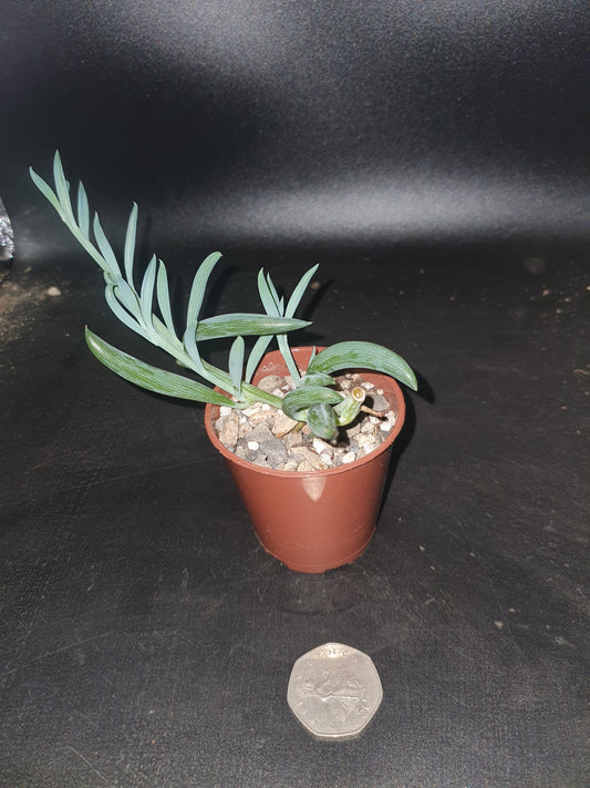 Senecio  radicans -String of Bananas -Trailing - Cutting image 4