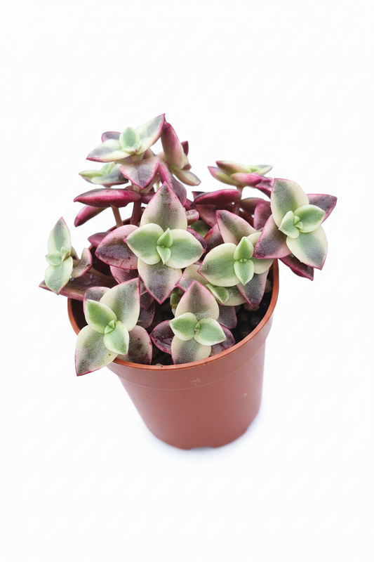 Crassula pellucida subsp. marginalis 'Variegata' - Calico Kitten|🇬🇧 UK Grown