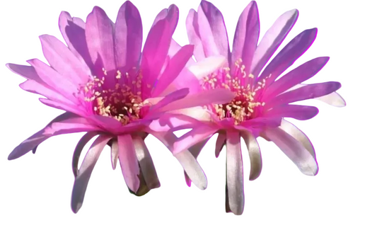 Pink flowered Echinopsis