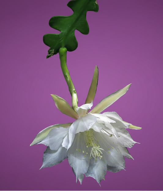 Discocactus anguliger / Epiphyllum anguliger  (Fishbone Cactus / Zig Zag Cactus)