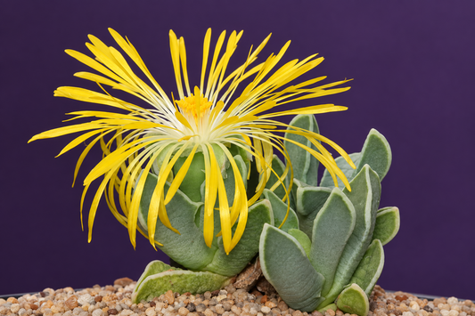 Faucaria paucidens - Tiger Jaws /  Few-Toothed Tiger