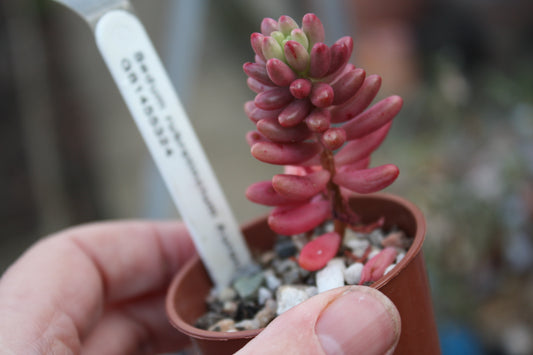Sedum x rubrotinctum 'Aurea'  - Pink Jelly Bean plant