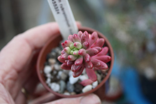 Sedum x rubrotinctum 'Aurea'  - Pink Jelly Bean plant