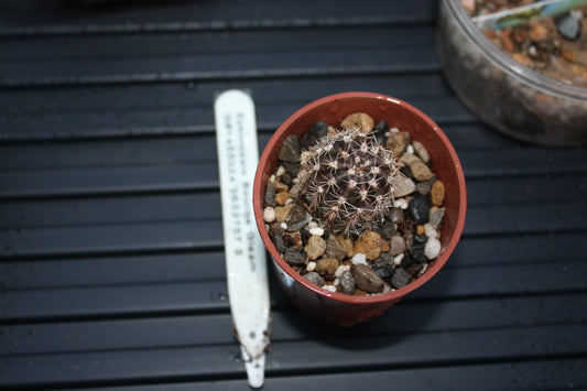 Echinopsis Bourne Gleam (Hybrid)