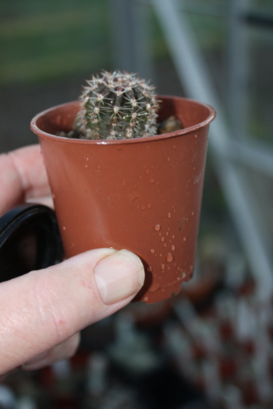 Echinopsis Bourne Gleam (Hybrid)