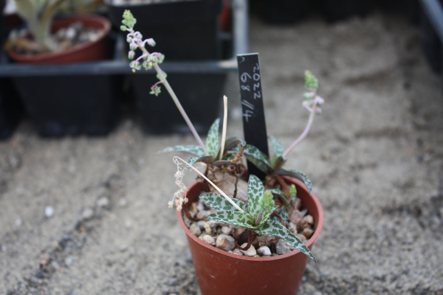 Silver Squill Plant (Ledeboura socialis)/ (Scilla pauciflora) |Succulent - UK grown houseplant - Barney Plants