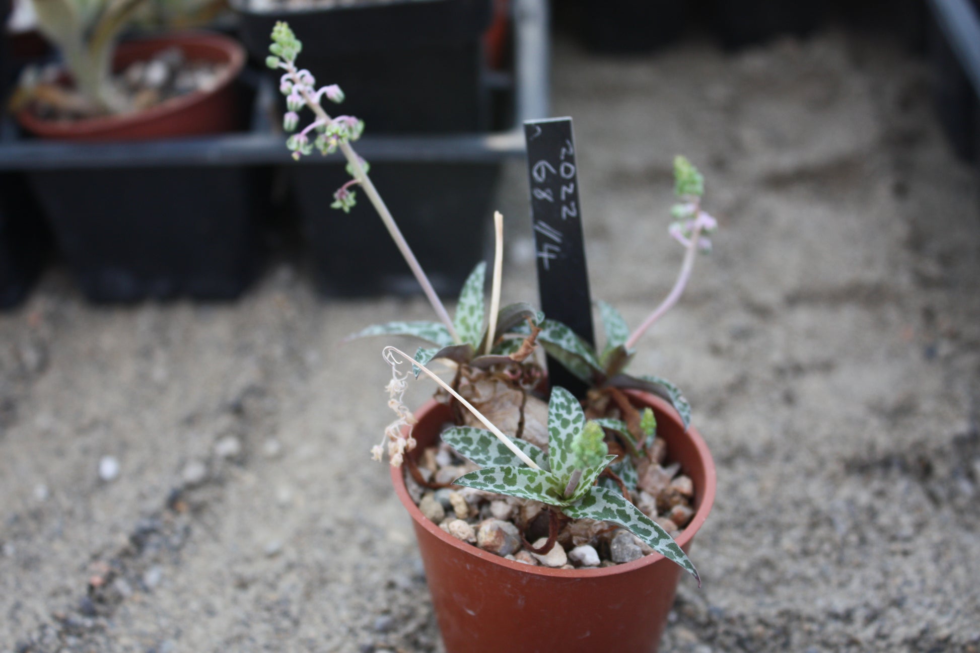 Silver Squill Plant (Ledeboura socialis)/ (Scilla pauciflora) |Succulent - UK grown houseplant - Barney Plants