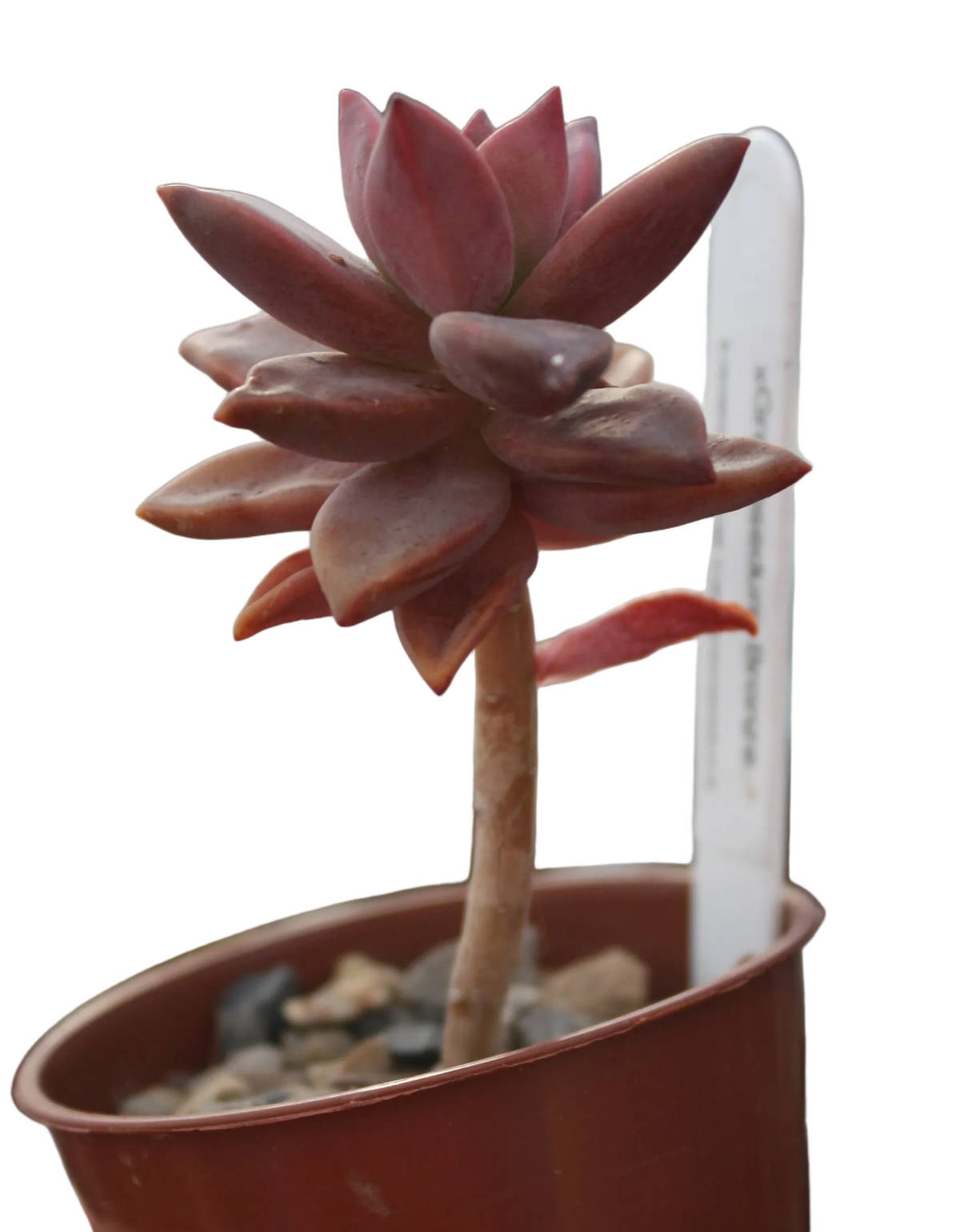 x Graptosedum 'Bronze'