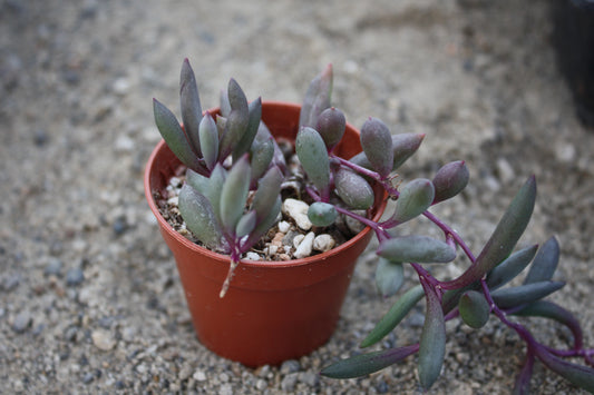 Othonna capensis 'Ruby Necklace' |  Ruby Necklace trailing