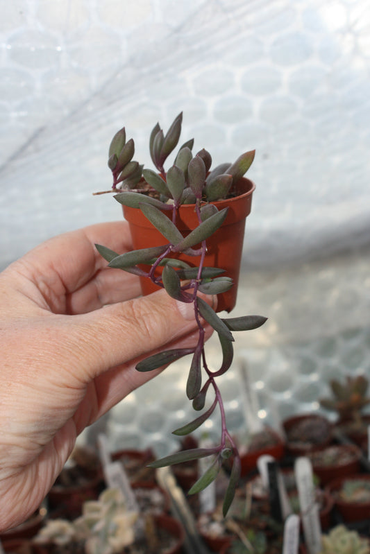 Othonna capensis 'Ruby Necklace' |  Ruby Necklace trailing