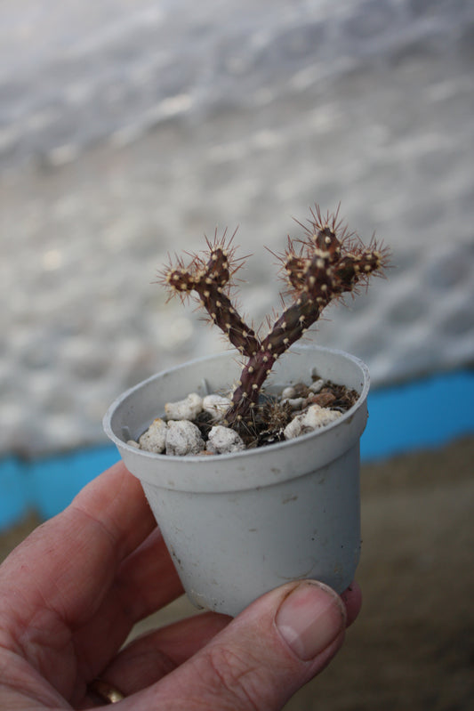 Optunia salmiana  | Austrocylindropuntia  | 🇬🇧 UK grown